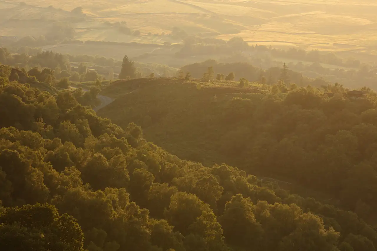 Rolling hills covered in dense, lush green forests, softly illuminated by the golden light of a setting sun. The scene is tranquil with a winding road cutting through the landscape, and the distant hills appearing hazy at the horizon. Shadows create contrast, highlighting the undulating terrain.