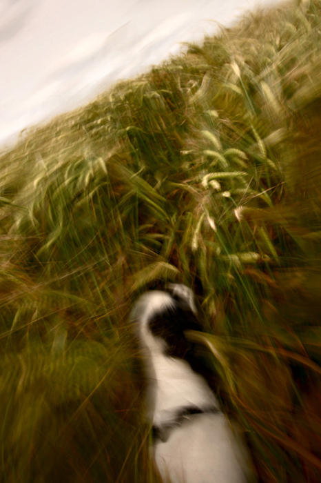Lyra runs through the corn