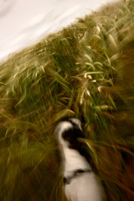 Lyra runs through the corn