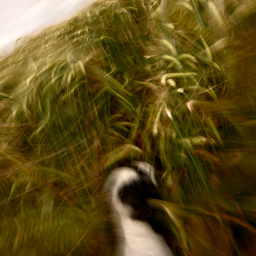 Lyra runs through the corn: Lyra runs through the corn