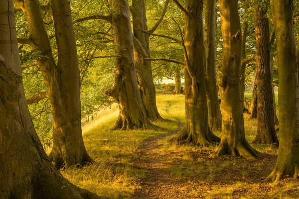 a tree in a forest