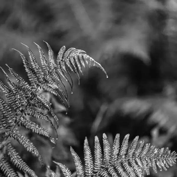 Dark Rain