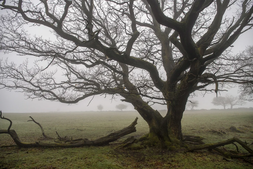 Bare moss-covered oak tree in a misty winter parkland with fallen branches on frosty grass
