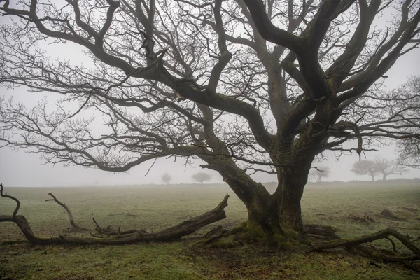 Bare moss-covered oak tree in a misty winter parkland with fallen branches on frosty grass