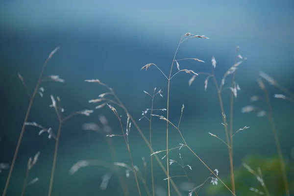 Wild grass seed heads in a meadow against a soft blue-green background at dusk in summer