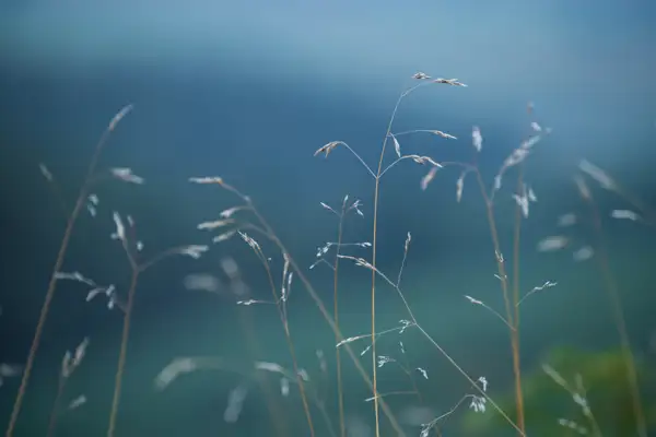 Delicate tall grasses with slender stalks and seed heads sway gently against a soft, blurred background of blue and green hues, creating a serene and tranquil atmosphere.