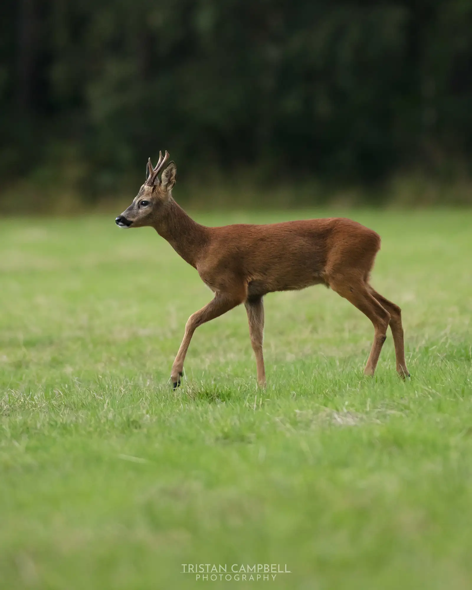 Young deer with small antlers walking through a grassy field, with a blurred background of dark foliage.
