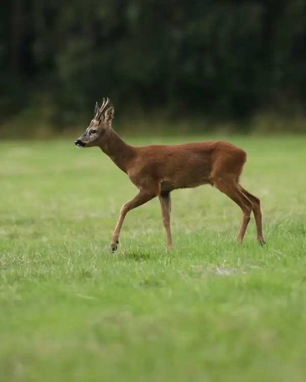 Young deer with small antlers walking through a grassy field, with a blurred background of dark foliage.