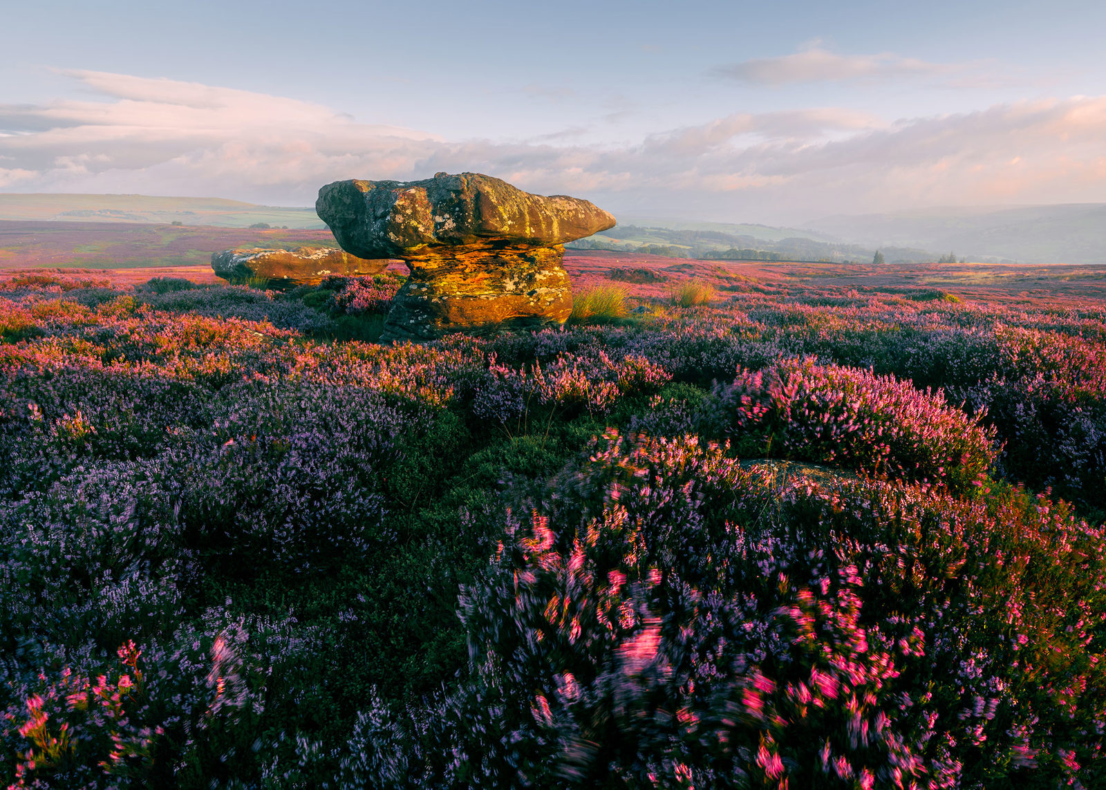 Heather-covered moorland bathed in warm sunlight during sunset. A large, uniquely shaped rock formation stands prominently, casting shadows on the surrounding pink and purple heather blooms. Soft clouds float in the pastel-coloured sky, with distant hills visible in the background.
