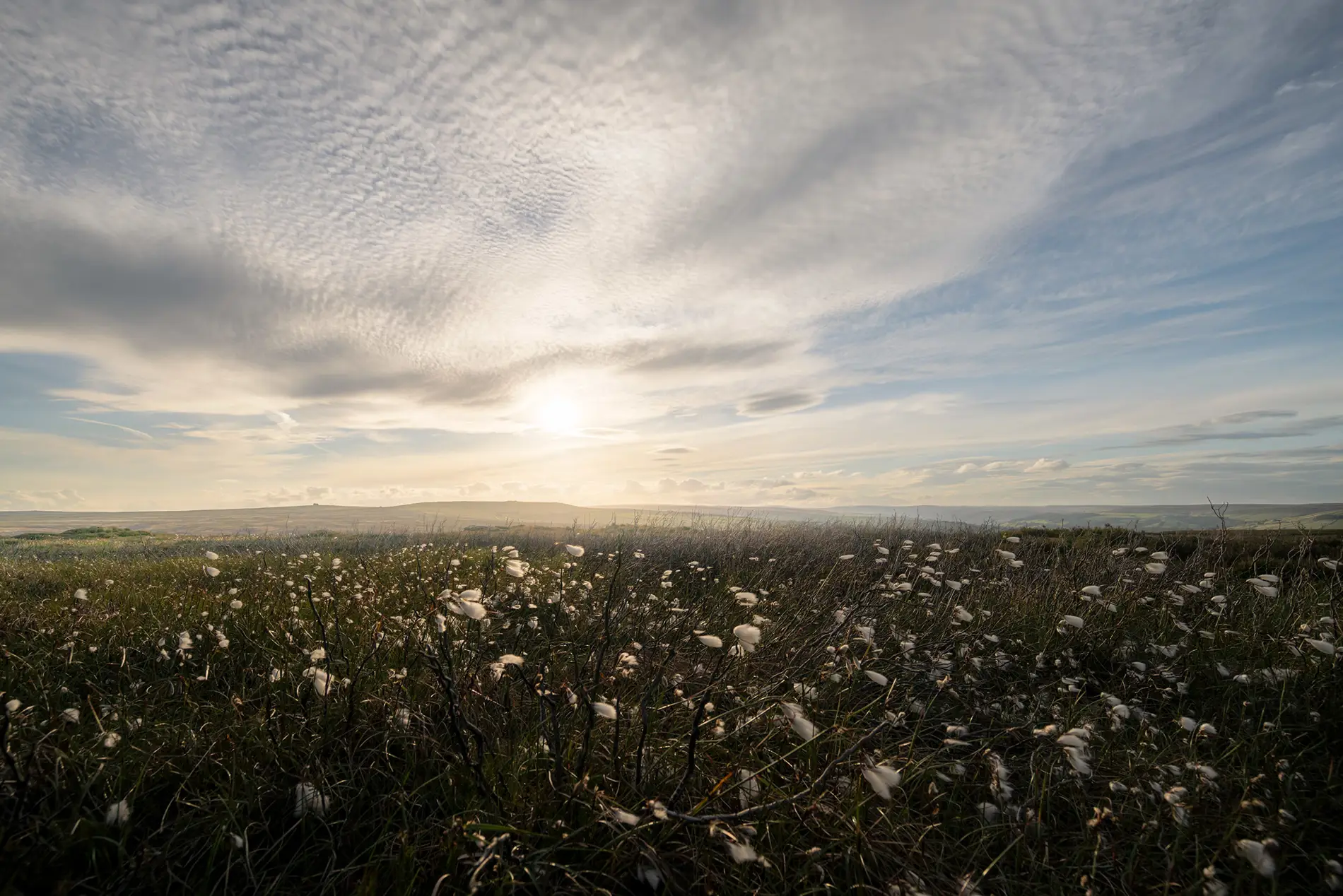 Cotton grass swaying across open moorland at sunset under a vast mackerel sky in summer