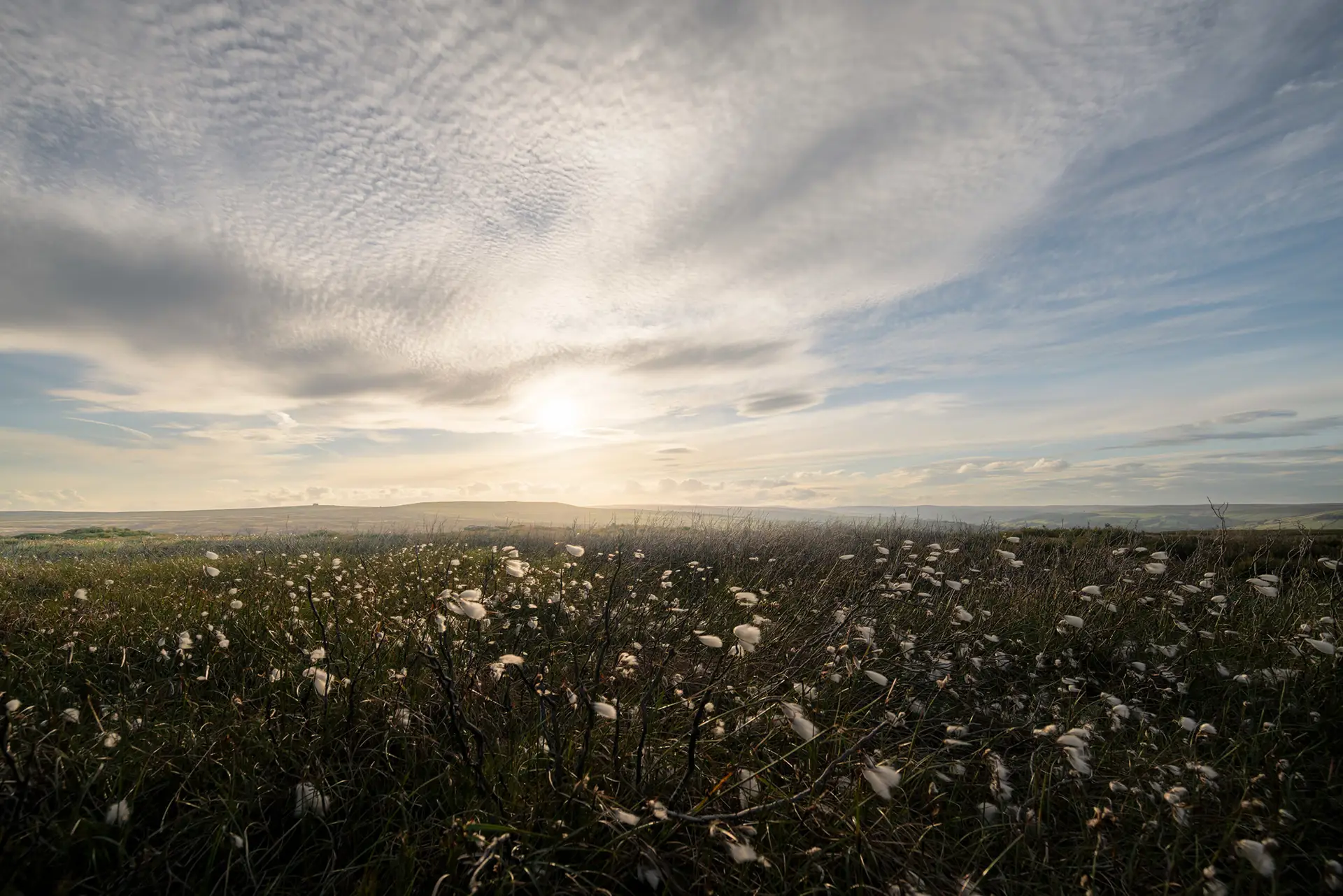 Sunlit landscape with tall grass and white, fluffy flowers in the foreground. Rolling hills extend into the distance under a vast sky filled with soft, textured clouds. The sun is low, casting a warm glow over the scene.