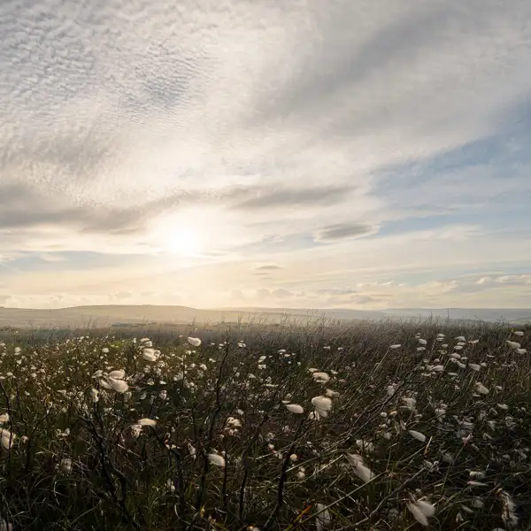 Cotton grass
