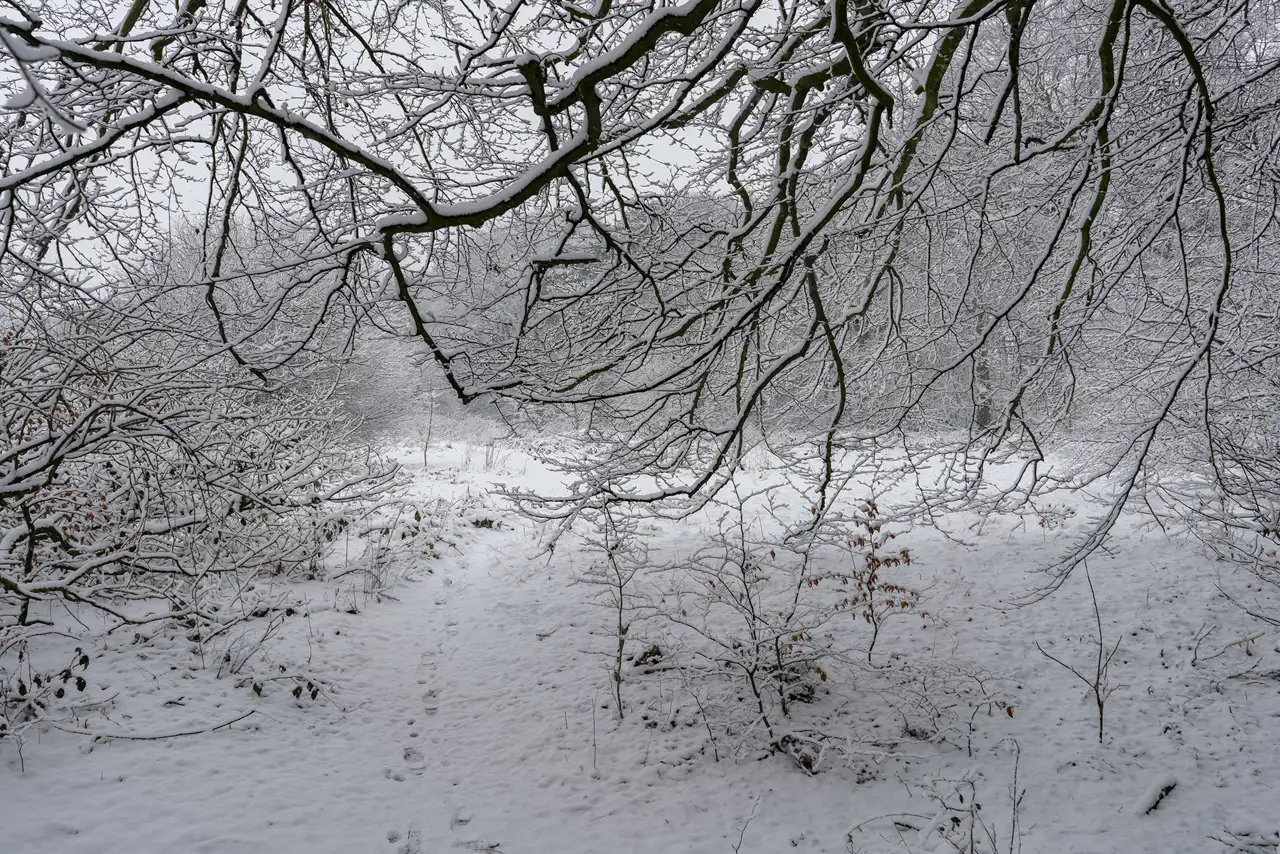 Snow-covered woodland with a path winding through. Bare branches, thickly coated in snow, stretch across the sky. Sparse bushes and small trees are dusted with snow, and faint footprints are visible on the path. The scene is overcast, creating a serene winter atmosphere.