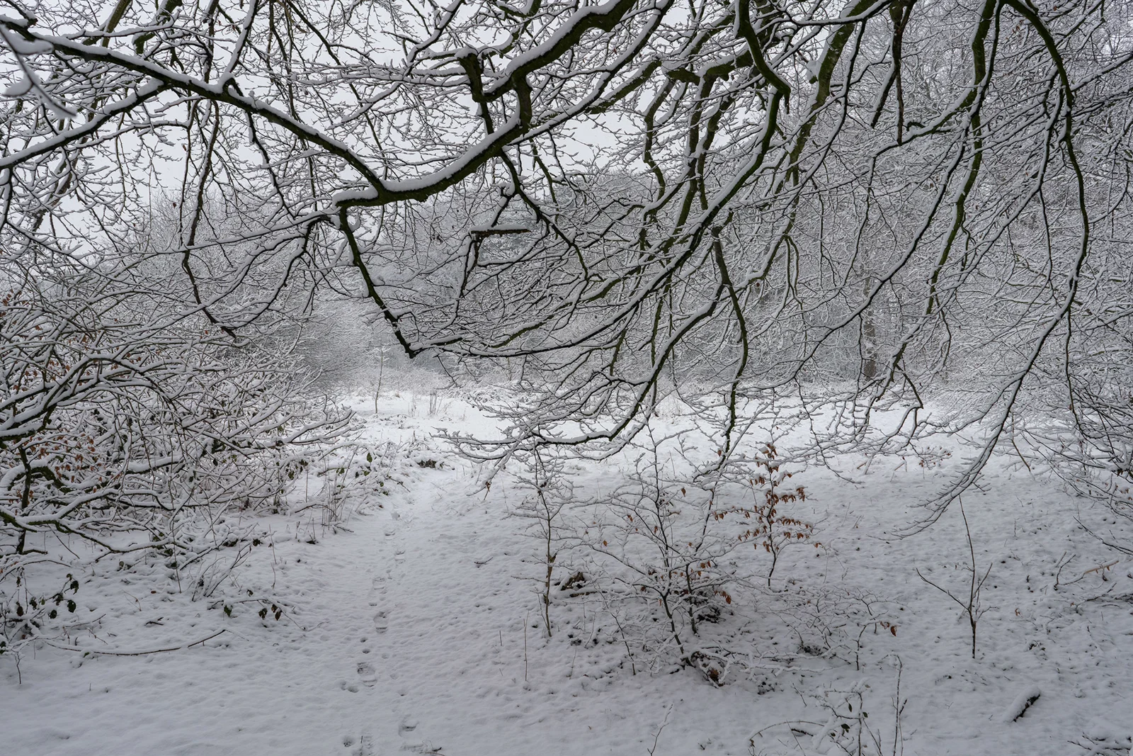 Snow-covered woodland clearing with bare branches arching over a fresh snowy path on an overcast winter day