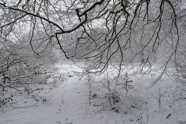 Snow-covered woodland clearing with bare branches arching over a fresh snowy path on an overcast winter day