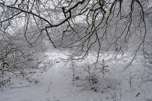  a tree covered in snow