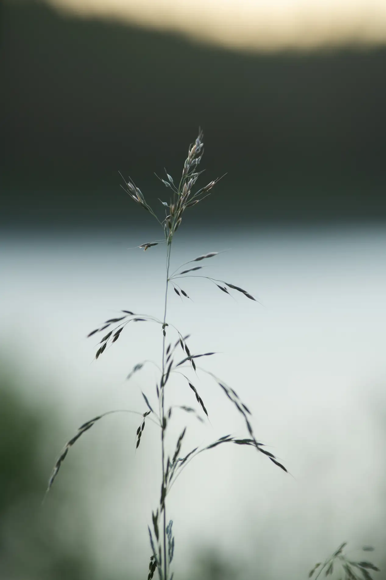 Single grass seedhead in soft focus against a misty lakeshore at dawn, with dark hills behind