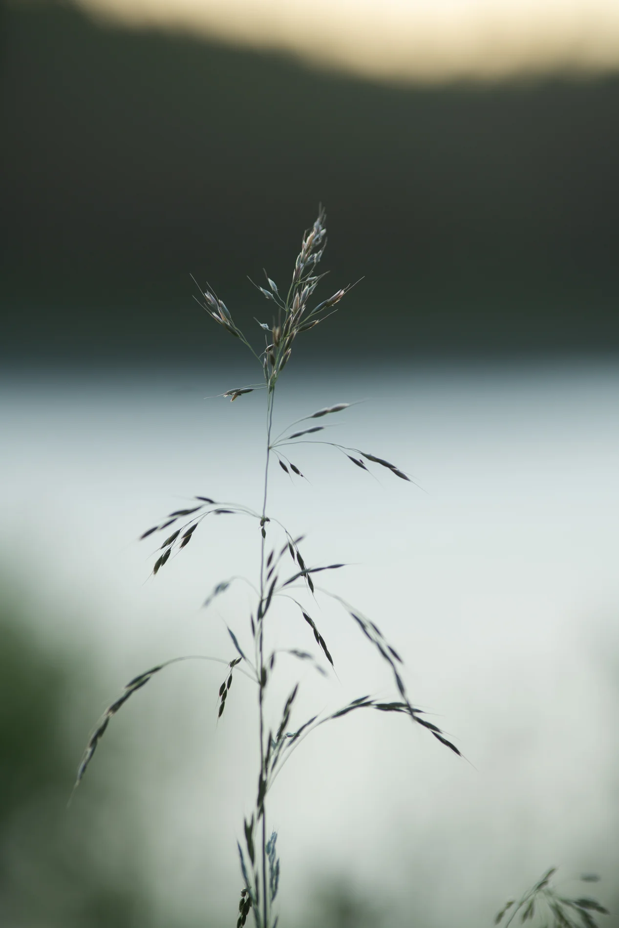 Single grass seedhead in soft focus against a misty lakeshore at dawn, with dark hills behind