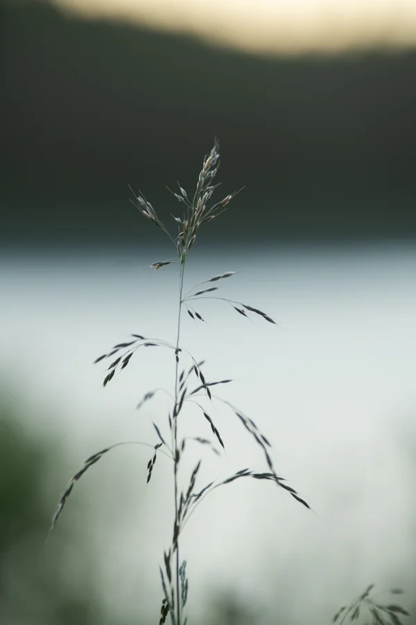 Single grass seedhead in soft focus against a misty lakeshore at dawn, with dark hills behind