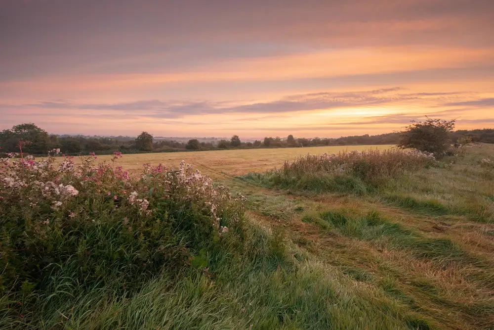 Sunset over a pastoral landscape, with grassy fields stretching into the distance. The sky is painted in soft hues of orange, pink, and purple. In the foreground, wildflowers and tall grass border the field, and a few trees are scattered across the horizon.