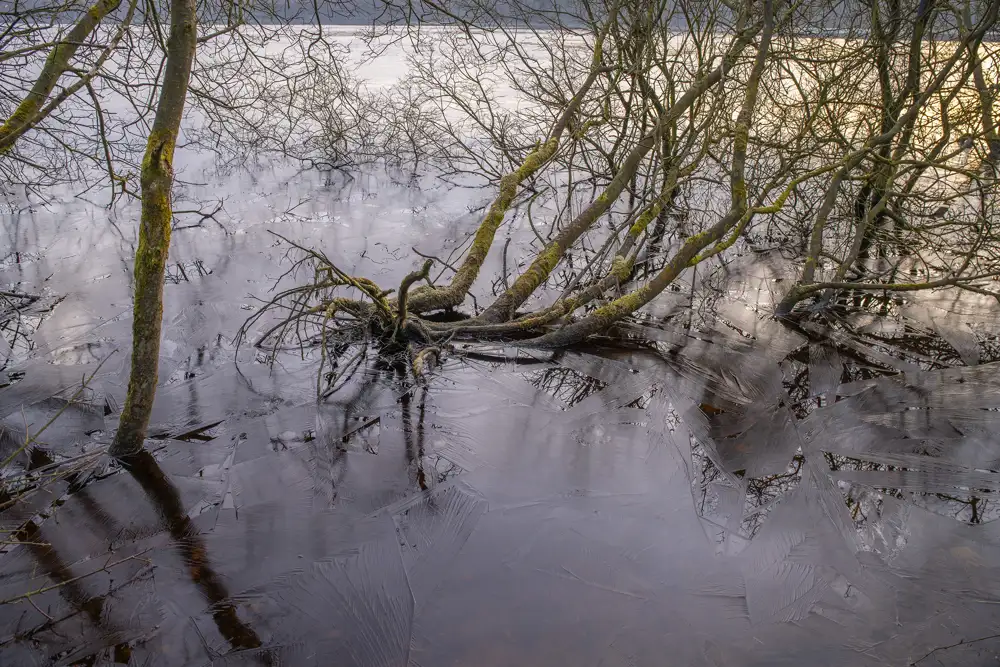 Leafless trees with mossy branches extend over a partially frozen body of water. The ice on the surface is thin and cracked, reflecting the intricate patterns of the branches. A soft, muted light casts a subdued glow over the scene, enhancing the tranquil, wintry atmosphere.