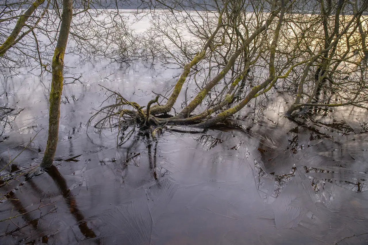 Leafless trees with mossy branches extend over a partially frozen body of water. The ice on the surface is thin and cracked, reflecting the intricate patterns of the branches. A soft, muted light casts a subdued glow over the scene, enhancing the tranquil, wintry atmosphere.