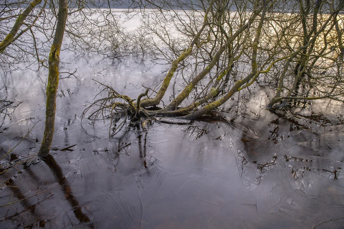 Moss-covered fallen branches in feathery lake ice at a frozen woodland shoreline, lit by low winter sun
