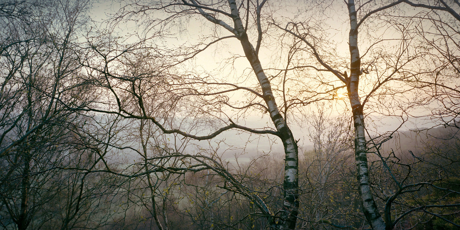 Bare birch trees with a few yellow leaves stand silhouetted against a hazy sky. The sun is setting, casting a warm glow through the branches, creating a serene, tranquil atmosphere.