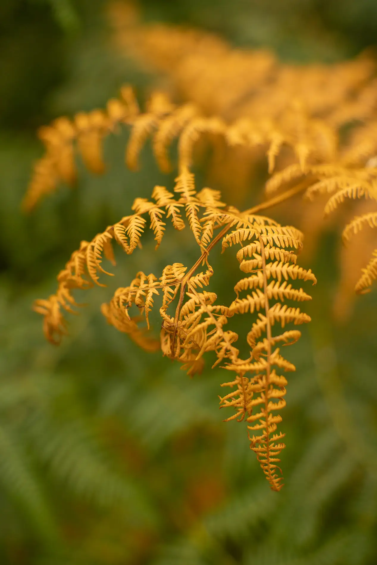 Golden-brown bracken frond turning to autumn colour in dense green woodland, soft daylight
