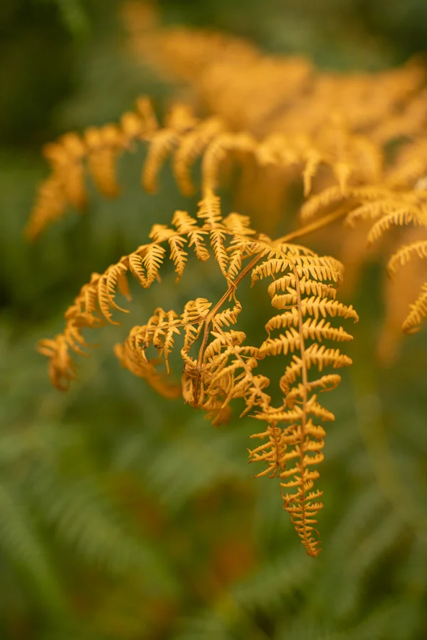 Golden-brown bracken frond turning to autumn colour in dense green woodland, soft daylight