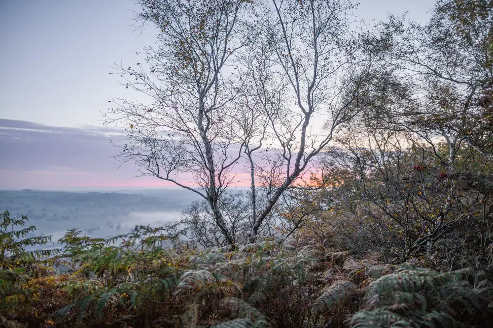 Bare trees in the foreground with thin branches silhouetted against a sunrise sky. The horizon is lined with a pink and purple gradient, above a misty landscape. Ferns and undergrowth are visible in the lower half of the image.