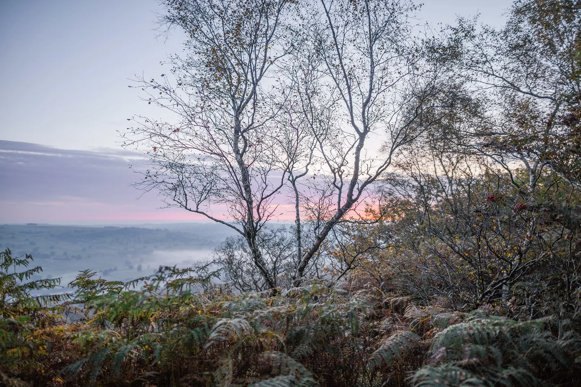 Bare trees in the foreground with thin branches silhouetted against a sunrise sky. The horizon is lined with a pink and purple gradient, above a misty landscape. Ferns and undergrowth are visible in the lower half of the image.