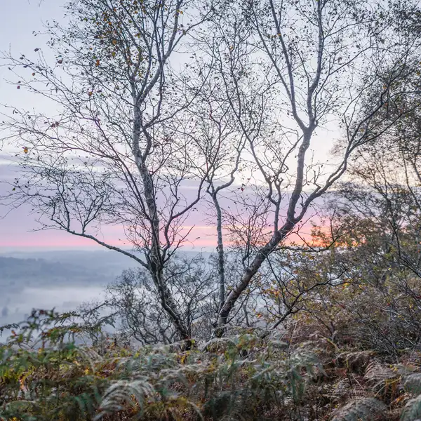 Crisp autumn dawn