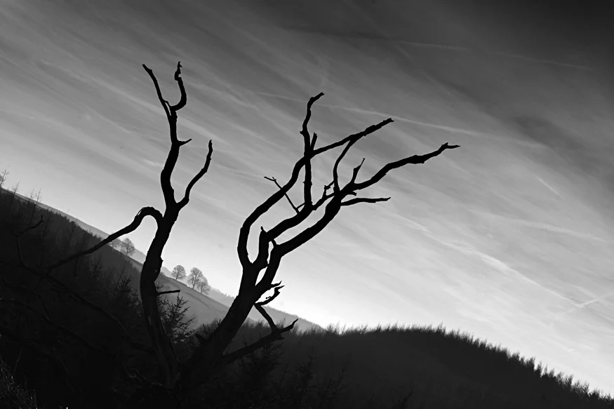 The dead tree