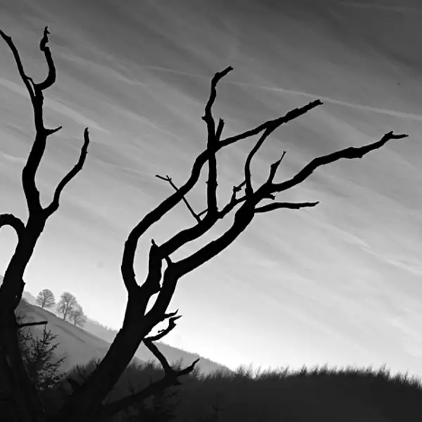 The dead tree