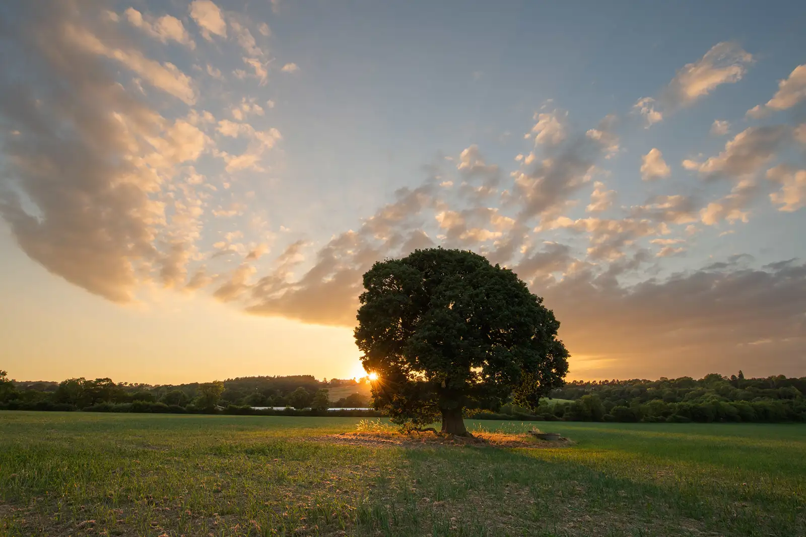 A lone tree stands in the middle of a field during sunset. The sun is partially obscured by the tree, casting a warm glow across the landscape. Wispy clouds are lit by the golden light, stretching across the blue sky. A line of trees and a small lake can be seen in the distance.