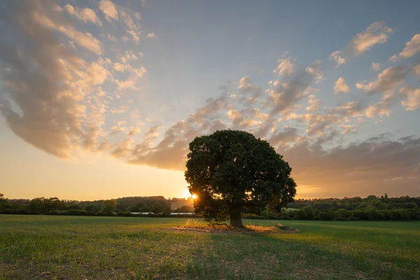 Lone oak tree in a green field at sunset with the sun bursting through the branches under a cloud-streaked sky
