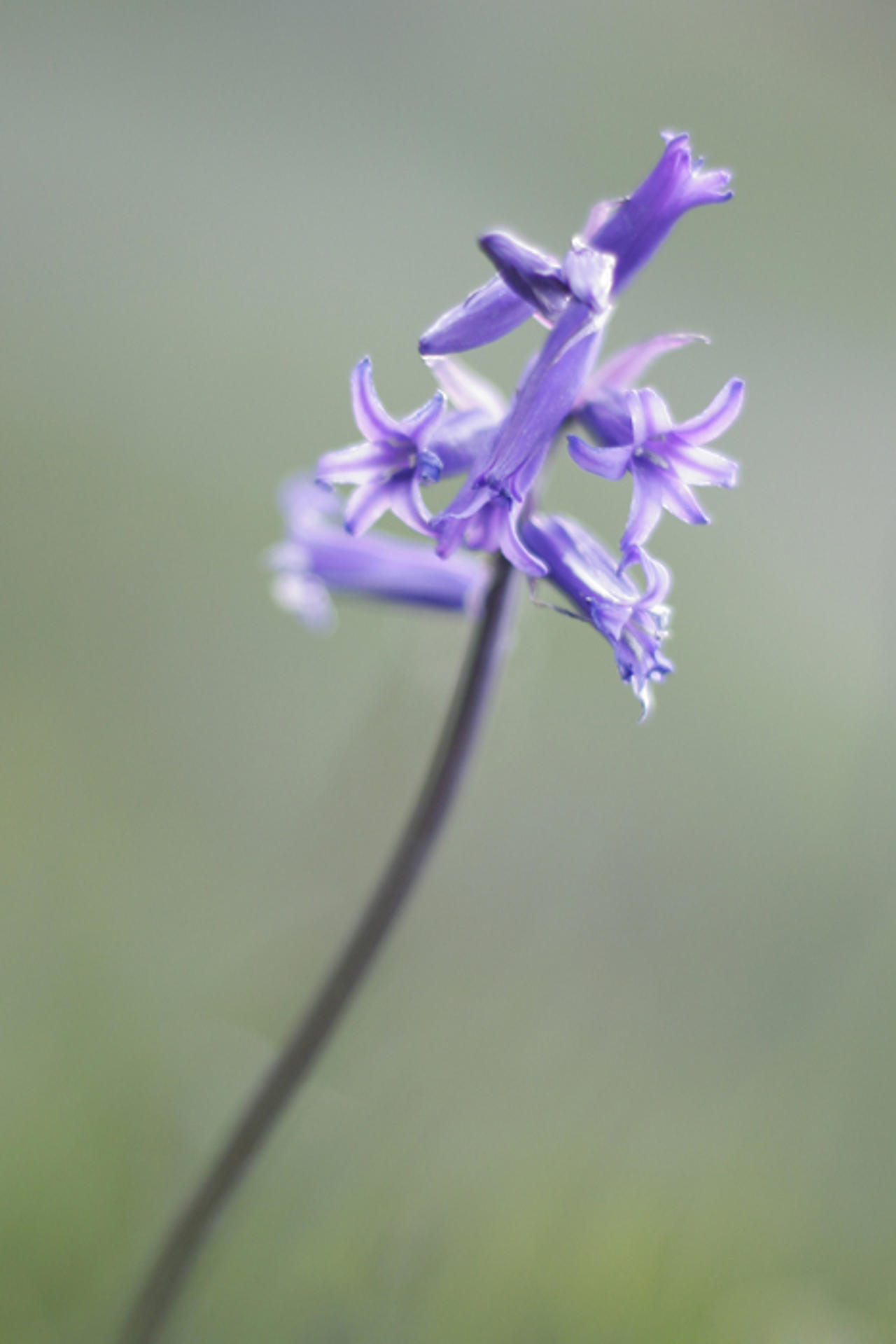 Blue bell in late evening light