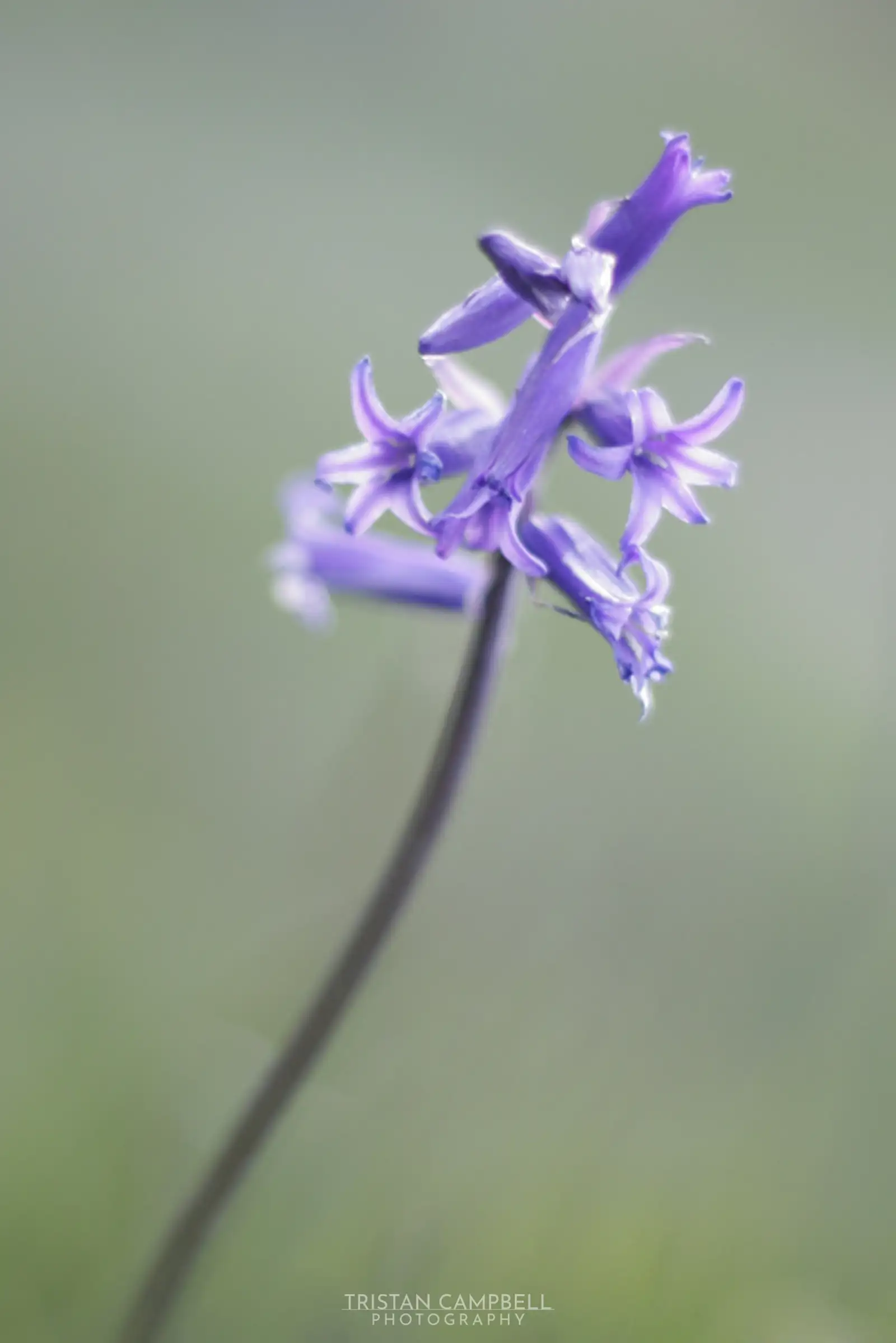 Blue bell in late evening light