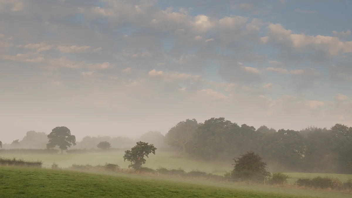 Oak trees and hedgerows in mist across rolling farmland fields at dawn with a soft cloudy sky