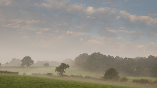  a herd of cattle grazing on a lush green field