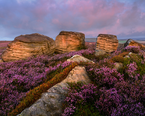 Moorland Landscapes: Large, layered sandstone rocks rise amidst a sea of vibrant purple moorland heather. The sky is softly painted in pastel hues of lilac and peach, suggesting a serene sunset over the tranquil landscape. a rocky mountain with purple flowers