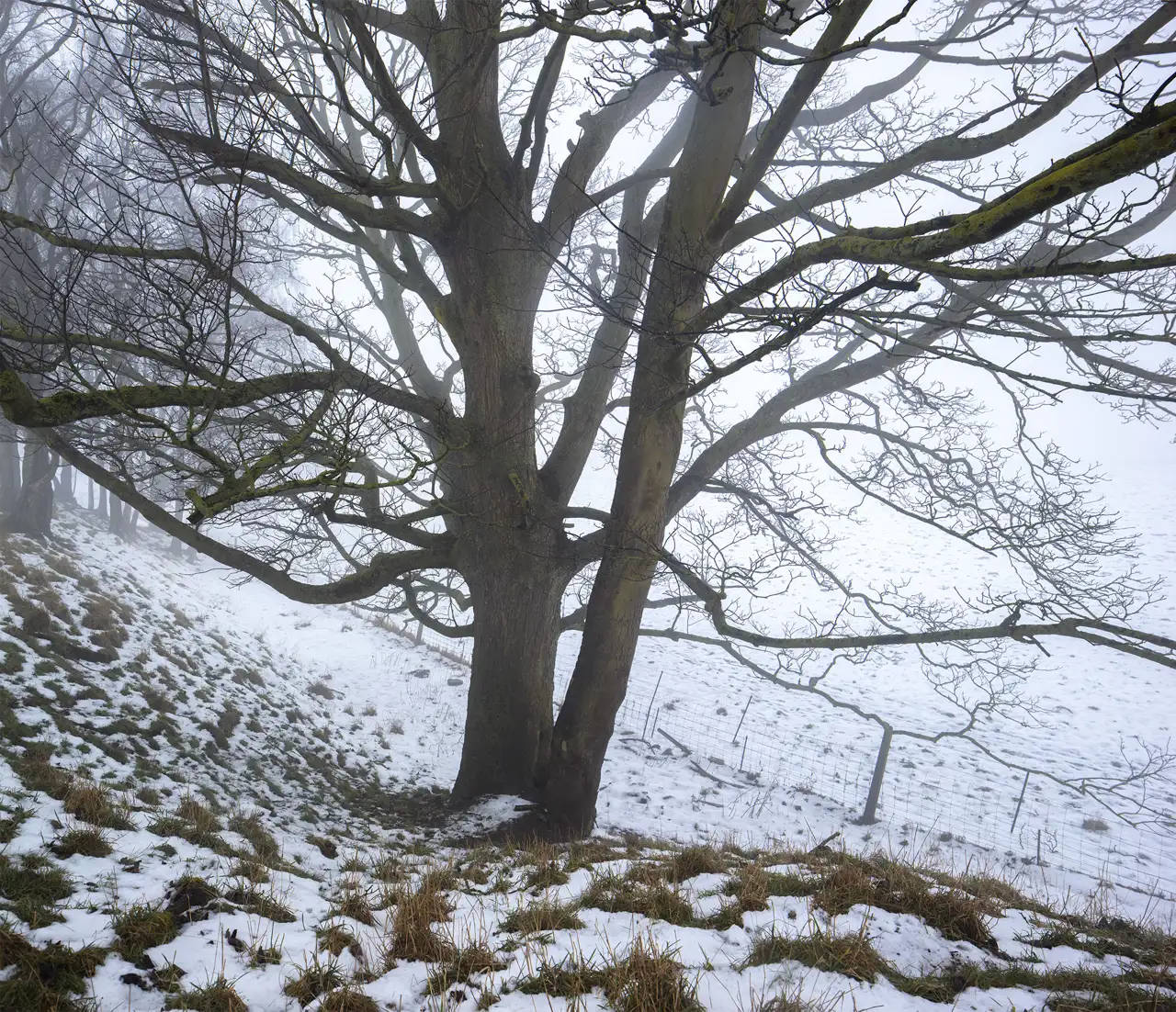 Bare-branched tree standing on a snowy, sloped landscape. The ground is covered with patches of snow and grass, and the background fades into a misty white, obscuring the horizon. Sparse, leafless branches stretch across the scene, contributing to a wintry, tranquil atmosphere.
