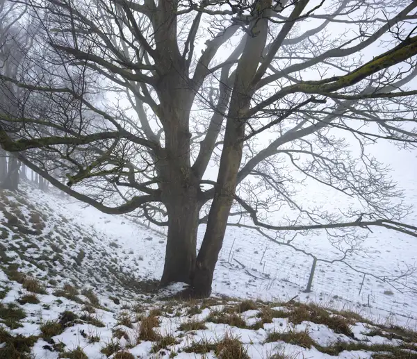 Bare-branched tree standing on a snowy, sloped landscape. The ground is covered with patches of snow and grass, and the background fades into a misty white, obscuring the horizon. Sparse, leafless branches stretch across the scene, contributing to a wintry, tranquil atmosphere.