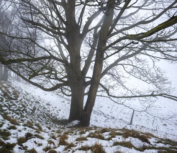 Bare, moss-covered tree on a snowy hillside in winter fog with a wire fence beyond.