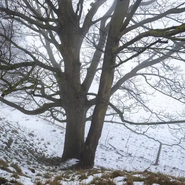 Crimple Valley Snow
