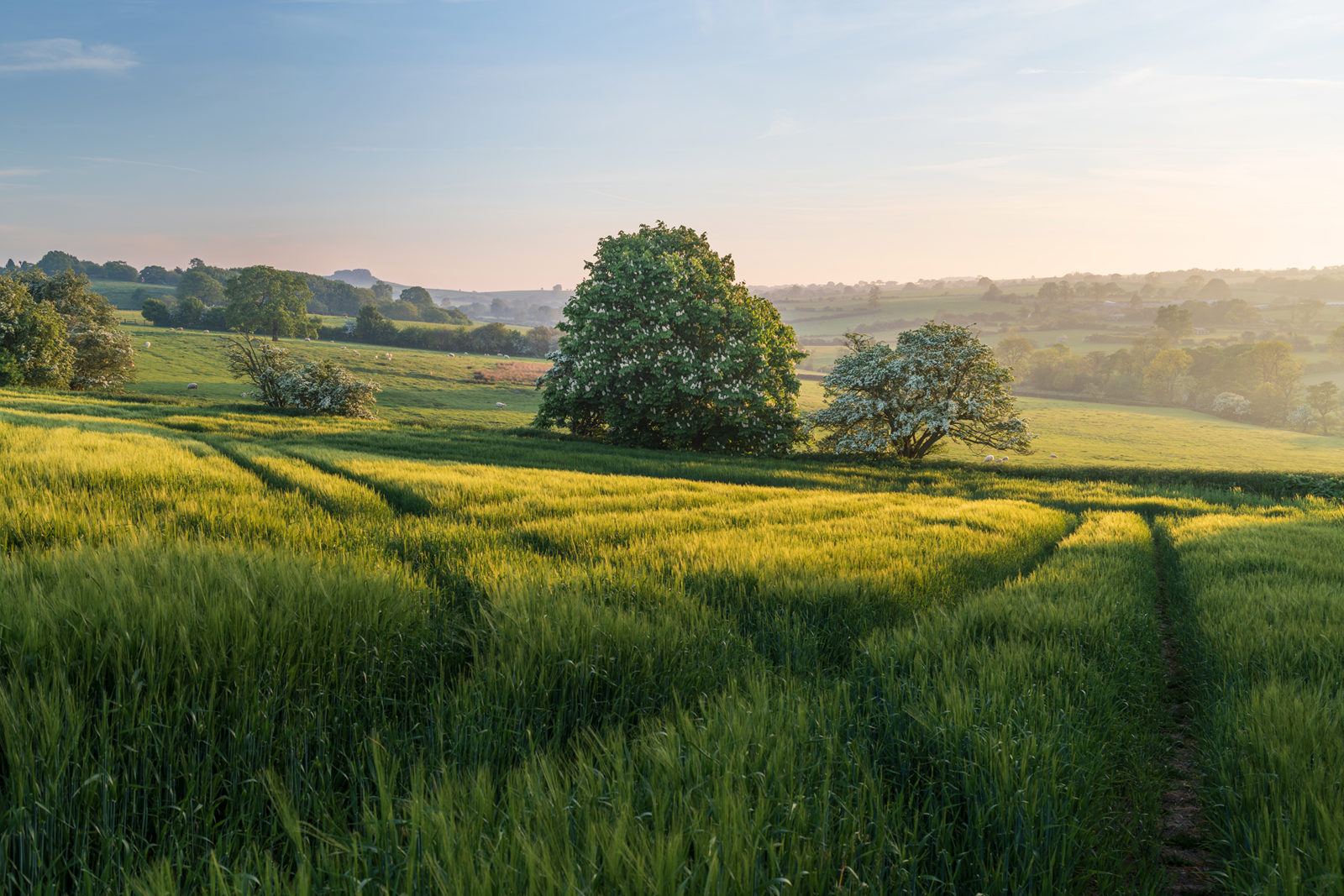 Rolling countryside with green fields and patches of trees under a clear blue sky. The foreground features a field with tracks through the grass, leading to large, lush trees. The landscape gently slopes, with distant hills and scattered sheep grazed in the background, illuminated by soft, warm sunlight.