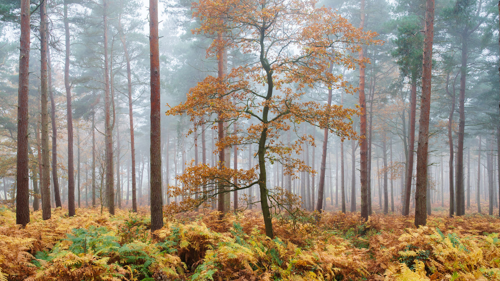 Tall pine trees stand in a misty forest, creating a tranquil atmosphere. A single tree with orange and golden autumn leaves is prominently visible among the trees. The forest floor is covered with lush ferns in shades of green and brown, adding to the scene's rich texture and colour.