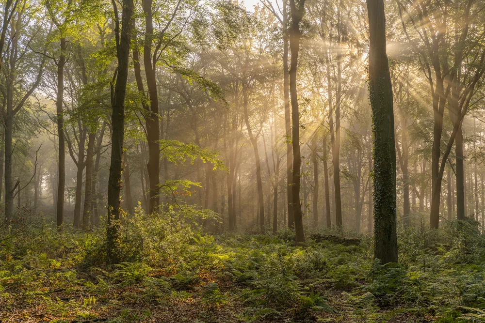 Sunbeams streaming through misty beech woodland over ferns at dawn in autumn