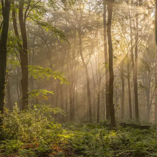 Woodland Mists